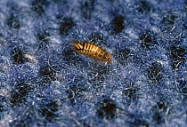 Larva of Varied carpet beetle (Anthrenus verbasci) in carpet, UK