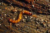 Wireworm, larva of Skipjack beetle (Denticollis linearis) UK