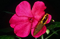Click beetle (Elateridae) on flower, tropical cloud forest, Ecuador