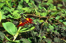Assassin bug (Phonoctonus sp) mimicing a Cotton stainer bug, Ankarana Special Reserve, Madagascar