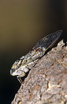 Cicada (Cicada orni) Spain