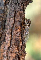 Cicada (Tibicen plebejus) Crete