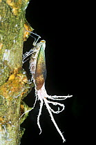 Planthopper (Lystra sp) Amazonia, Ecuador