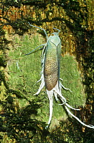 Reticulated planthopper (Pterodictya reticularis) Rio Napo, Amazonia, Ecuador