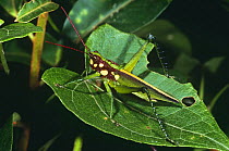 Tropical short horned grasshopper (Acrididae) Cloud forest, Ecuador