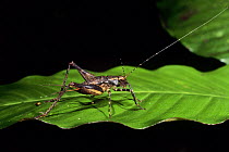 Cricket (Gryllidae) Amazonia, Ecuador
