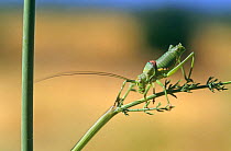 Long horned grasshopper (Uromenus rugosicollis) France