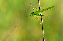 Long horned grasshopper (Tylopsis lilifolia) France