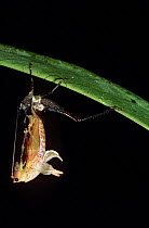 Katydid (Tettigonidae) moulting, Amazonia, Ecuador, sequence 1/2