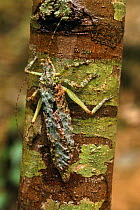 Katydid (Tettigonidae) camouflaged on bark, Bentuang-Karimun NP, Indonesia