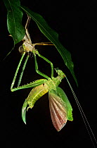 Narrow winged katydid (Tettigonidae) moulting, Yasuni NP, Ecuador, sequence 4/4