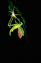 Narrow winged katydid (Tettigonidae) moulting, Yasuni NP, Ecuador, sequence 3/4