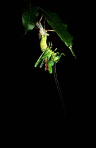 Narrow winged katydid (Tettigonidae) moulting, Yasuni NP, Ecuador, sequence 2/4