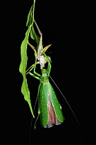 Narrow winged katydid (Tettigonidae) moulting, Yasuni NP, Ecuador, sequence 1/4