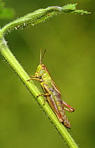 Meadow grasshopper (Chorthippus parallelus) female, Norfolk, UK