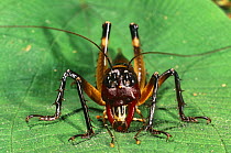 Carnivorous cricket (Gryllidae) showing mouthparts, Marojejy reserve, Madagascar