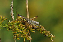 Red legged grasshopper (Melanoplus femurrubrum) on Goldenrod, Pennsylvania, USA