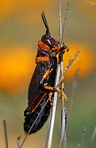 Elegant grasshopper (Zonocerus elegans) Namaqualand, South Africa