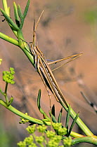 Short horned grasshopper (Acrida ungarica) camouflaged as twig, Spain