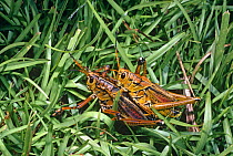 Eastern lubber grasshopper (Romalea microptera / guttata) pair mating, Florida, USA