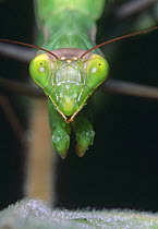 Head of European praying mantis (Mantis religiosa) France
