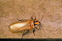 Giant cockroach (Blaberus giganteus) Amazonia, Ecuador