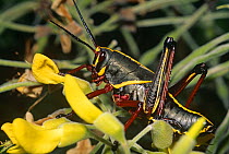 Eastern lubber grasshopper (Romalea microptera) juvenile, Florida, USA
