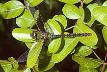Dragonfly (Neurothemis tullia) India
