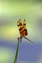 Haloween pennant dragonfly (Celithemis eponina) Everglades NP, Florida, USA