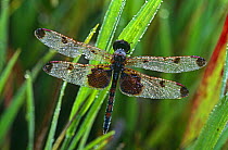 Calico pennant dragonfly (Celithemis elisa) in morning dew,  USA