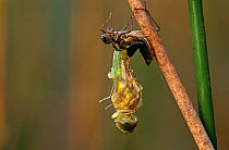 Black sympetrum dragonfly (Sympetrum danae) moulting, Belgium