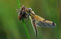 Four spotted libellula dragonfly (Libellula quadrimaculata) recently emerged from larva, Belgium