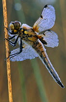Four spotted libellula dragonfly (Libellula quadrimaculata) covered in morning dew, Belgium