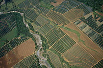 Aerial view of river and Pineapple plantations, Costa Rica, Central America 2006