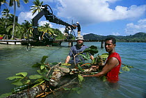 Filming Iguana for BBC NHU television series 'Wild Caribbean'. Producer Scott Alexander with assistant Carlos and Jimmy Jib, Panama 2005