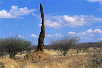 Termite mound, Kenya