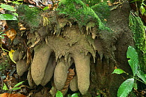 Termite nest on base of tree stump (Isoptera sp) Lanjak Entimau WS, Sarawak, Malaysia