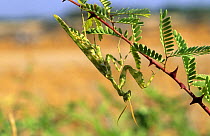 Striped mantis (Blepharopsis mendica) Oman