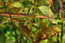 Chinese mantid (Tenodera aridifolia) recently emerged, Pennsylvania, USA