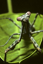 Praying mantis (Mantis vincta) Tsavo East NP, Kenya