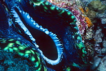 Close up of inhalent syphon of Giant clam {Tridacna gigas} Great Barrier Reef, Queensland, Australia