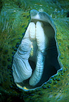 Close up of exhalent syphon of Giant clam {Tridacna gigas} Great Barrier Reef, Queensland, Australia