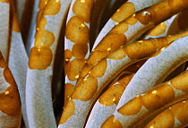 Acoelous flatworms {Waminoa sp} on tentacles of Mushroom coral {Heliofungia actiniformis} Sulawesi, Indonesia