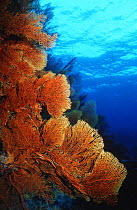 Sea fan / Fan coral {Subergorgia mollis} Tonga, Pacific