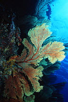 Sea fan / Fan coral {Subergorgia mollis} Tonga, Pacific