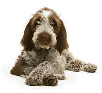 Brown Roan Spinone pup, 'Wilson', 12 weeks old, lying down with paws crossed.