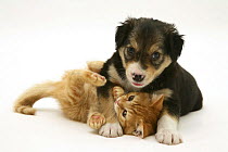 Tricolour Border Collie pup playing with British Shorthair red tabby kitten.