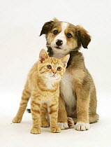 British Shorthair red tabby kitten sitting with Sable Border Collie pup.