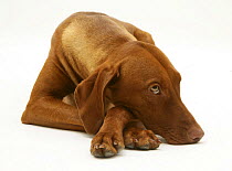 Hungarian Vizsla bitch lying down, chin on floor and paws crossed