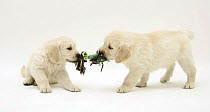 Golden Retriever pups playing tug-of-war.